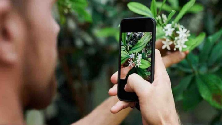 ¿Shazam de plantas? Apple lanza función gratuita para identificar diferentes especies