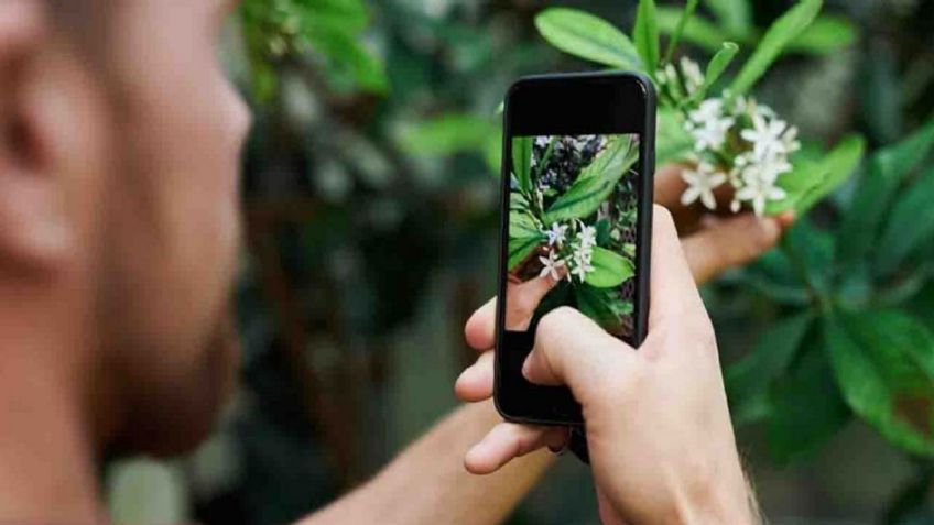 ¿Shazam de plantas? Apple lanza función gratuita para identificar diferentes especies