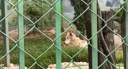 Menor atacado por un lobo en Nezahualcóyotl no perderá el brazo; pensó que era un perro