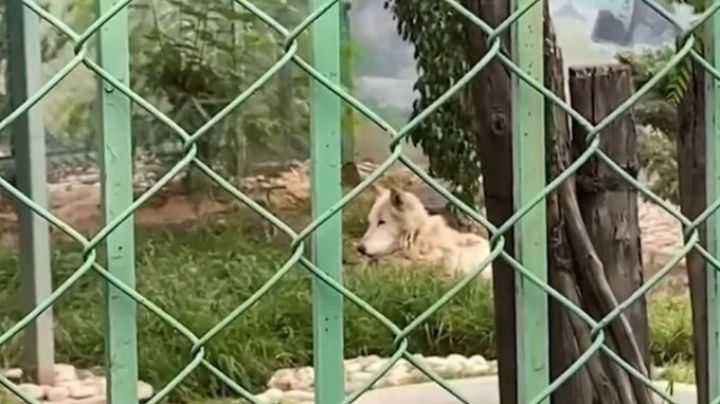 Menor atacado por un lobo en Nezahualcóyotl no perderá el brazo; pensó que era un perro