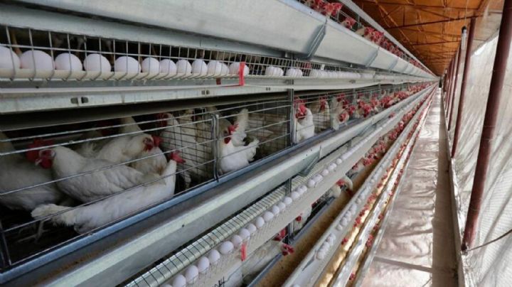 Autoridades colocarán cerco sanitario para evitar el ingreso de influenza aviar a Sonora