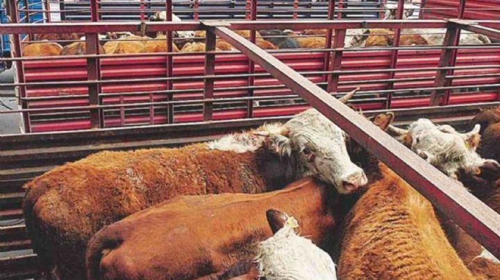 Sonora disminuirá en 30% exportación de ganado a EU por sequía, reporta la UGRS