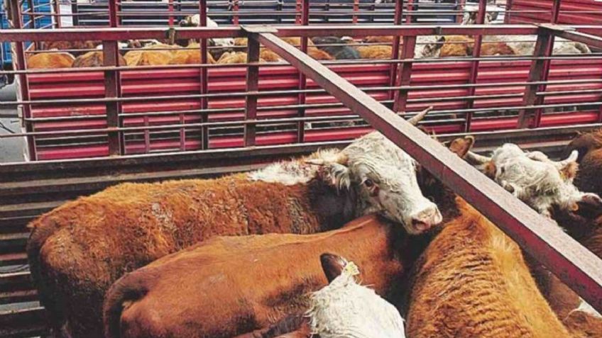 Sonora disminuirá en 30% exportación de ganado a EU por sequía, reporta la UGRS