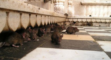 Las ratas invaden las calles de NY; expertos creen que es consecuencia del confinamiento