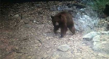 Protección Civil reubicará a osos encontrados vagando por Bacoachi cerca de la población