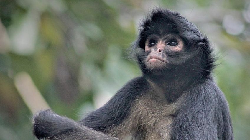 Mono disfrazado de sicario muere en fuego cruzado entre delincuentes y agentes de la Policía
