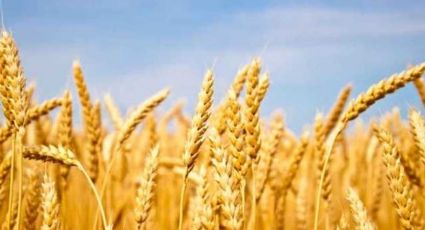 Guerra entre Ucrania y Rusia afectan al trigo; en Sonora, el mayor problema es la sequía