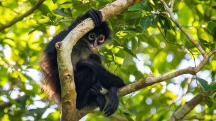 Muere mono araña en agresión armada entre sicarios y policías: Internet le hace un corrido