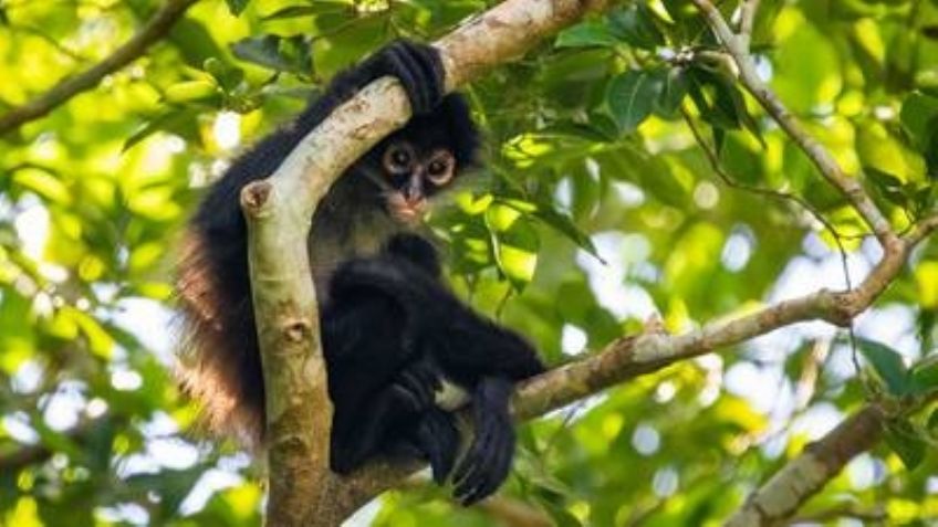 Muere mono araña en agresión armada entre sicarios y policías: Internet le hace un corrido