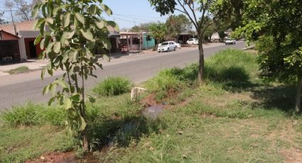 Ciudad Obregón: reportan fuga de agua potable en la colonia Aves del Castillo