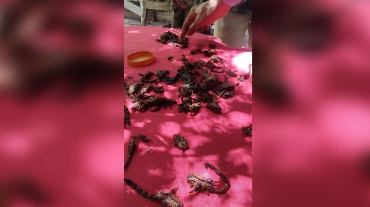 Ciudad Obregón: Vecinos de la colonia Benito Juárez denuncian plaga de alacranes