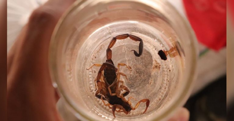 Vecinos de la colonia Benito Juárez denuncian plaga