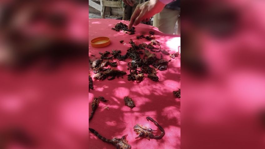 Ciudad Obregón: Vecinos de la colonia Benito Juárez denuncian plaga de alacranes