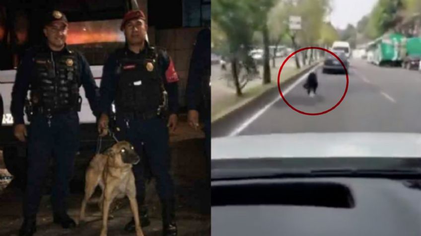 Redes sociales exhiben abandono de mascotas en CDMX; Una fue rescatada por la SSC