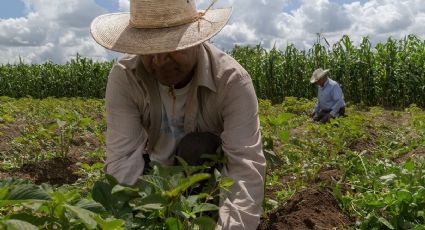Crisis en campo de Sonora: Altos costos de fertilizantes 'golpean' a agricultores locales