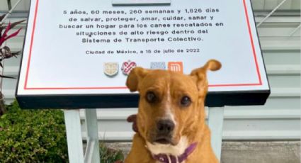 ¿Necesitas un nuevo amigo? Metro de la CDMX busca ubicar a los 'perritos' rescatados con este festival