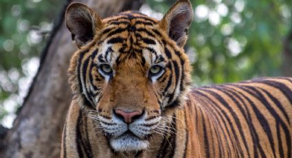 De no creer: Captan a un tigre de bengala deambulando por las calles de Hidalgo