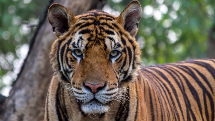 De no creer: Captan a un tigre de bengala deambulando por las calles de Hidalgo