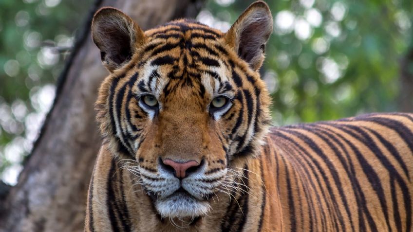 De no creer: Captan a un tigre de bengala deambulando por las calles de Hidalgo