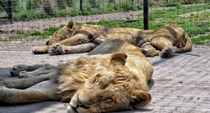 Aseguran que otra leona de la Fundación Black Jaguar está a punto de morir; culpan a Propfepa