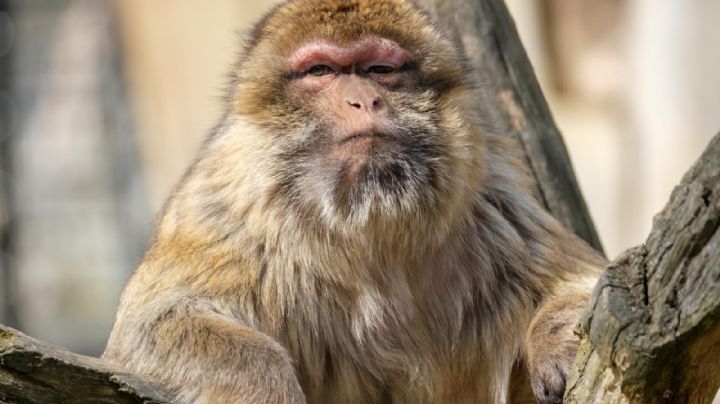 ¿El más buscado? Japón caza al líder de una banda que atacaba a las personas; era un mono