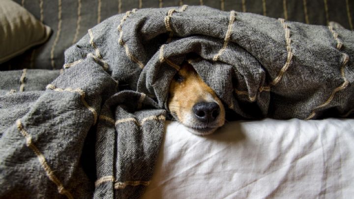 De terror: Exhiben a taquería en CDMX con la cabeza de un perro; dudan sobre la calidad de la carne