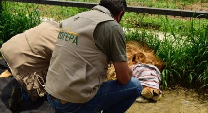 Lamentable: Profepa denuncia que 8 leones del santuario Black Jaguar están en estado crítico