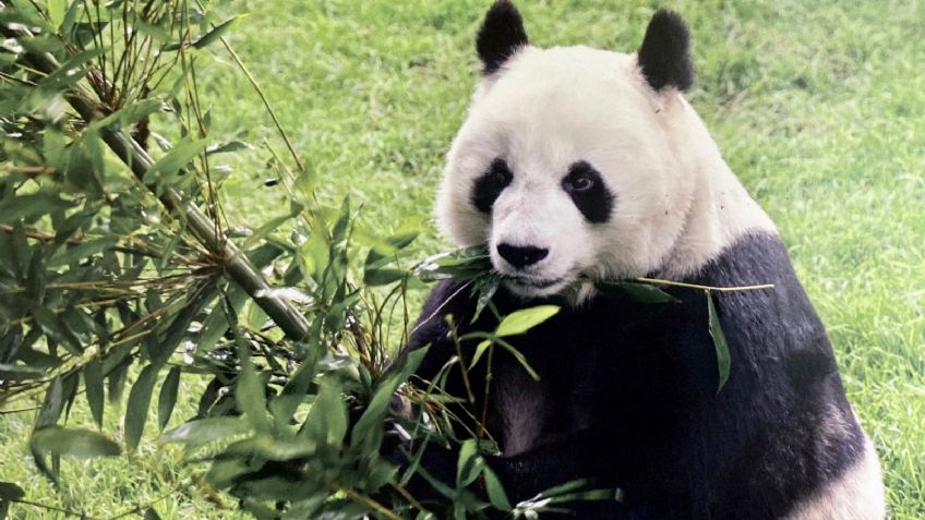 Embajada de China y la CDMX planean traer más pandas tras la muerte de Shaun Shuan