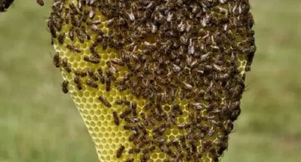Otro ataque de abejas en el Valle del Yaqui; 3 menores y 4 adultos resultan afectados