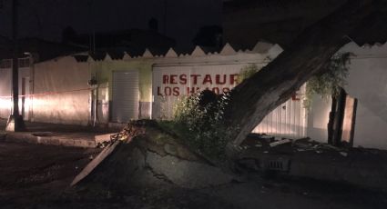 Por sismo en CDMX, gigantesco árbol cae sobre casas en Coyoacán; deja importantes daños materiales