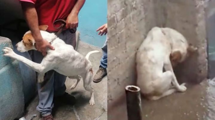 Conoce la historia de Leo, el perrito rescatado de una azotea en un domicilio de la CDMX