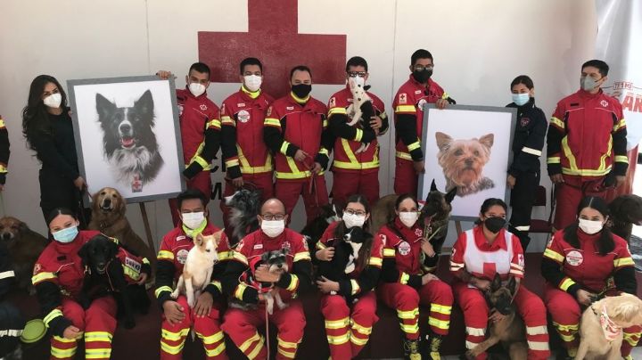 Justicia perruna: Hallan culpable a hombre que envenenó a Athos y Tango en Querétaro