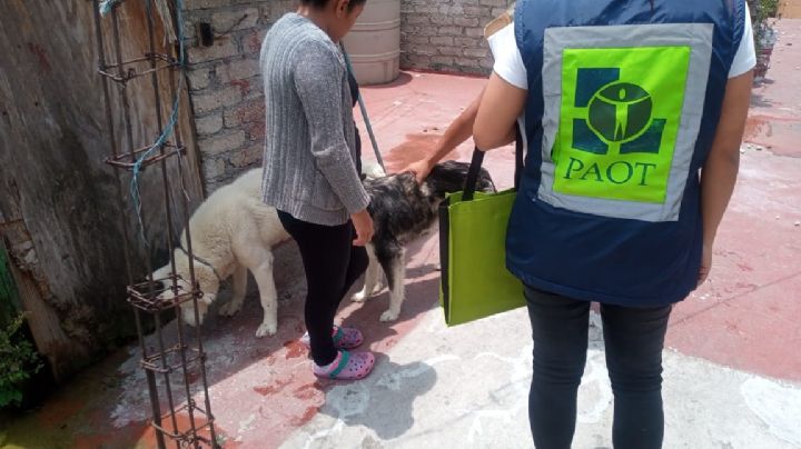 Conoce la historia de Daysi, Canelo y Blanco, perritos olvidados en azoteas de la CDMX