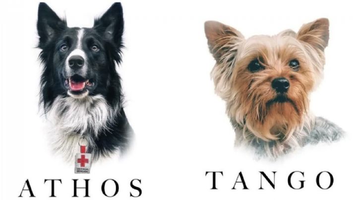 Justicia histórica: Dan 10 años de prisión al sujeto que mató a los perritos Athos y Tango