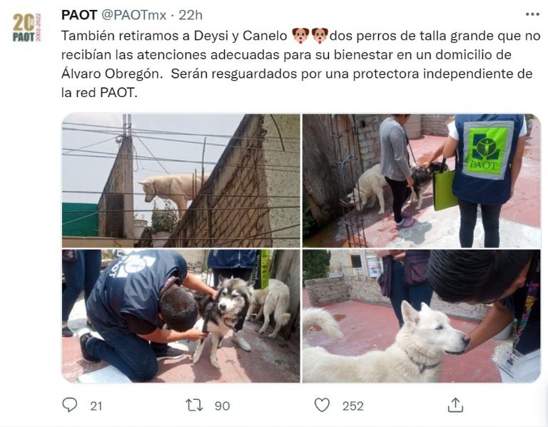 Rescate de perros