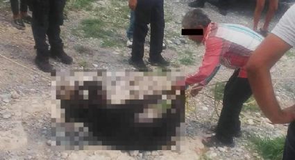 Es oficial: Profepa denuncia por tortura ataque contra cachorro de oso negro; era una hembra