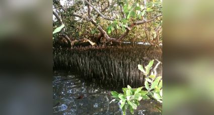 Se destinan casi 20mdp para la reforestación de manglares en Navojoa