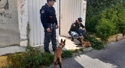 Rescatan a 2 perritos maltratados por un sujeto en una vivienda de la Magdalena Contreras