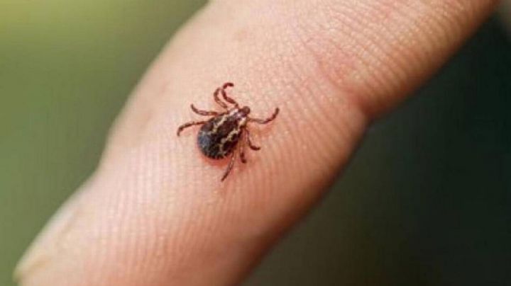 Por brote de garrapatas en Nogales, autoridades fumigan domicilios en diferentes colonias