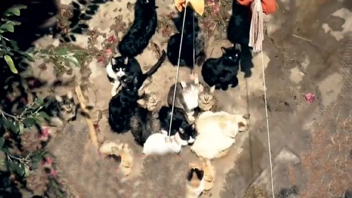 Tras denuncia contra abuelito que maltrataba a sus 50 gatos, en Tlalpan se revisa el caso