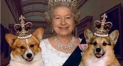 ¿A la perrera? Esto es lo que pasará con las mascotas de la reina Isabel II tras su fallecimiento
