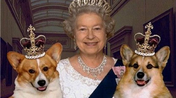 ¿A la perrera? Esto es lo que pasará con las mascotas de la reina Isabel II tras su fallecimiento