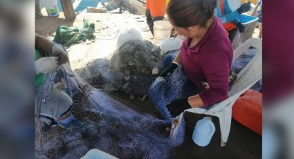 Primeros arribos presentan buena captura de camarón en Guaymas; pangas hasta con 200 kilos