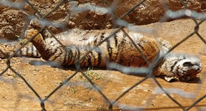 En Hidalgo: El Zoológico de Tulancingo da la bienvenida a su segundo cachorro de tigre