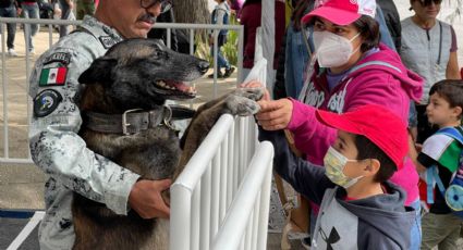 Para la historia: Estos perritos se lucieron durante su primer Desfile Cívico Militar