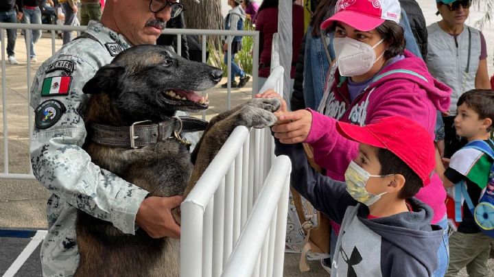 Para la historia: Estos perritos se lucieron durante su primer Desfile Cívico Militar