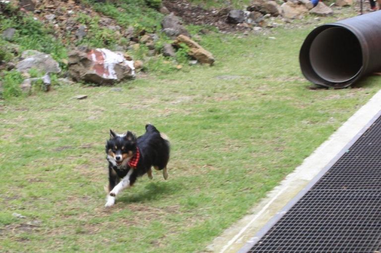 Taller de Perros rescatistas en Tlalpan