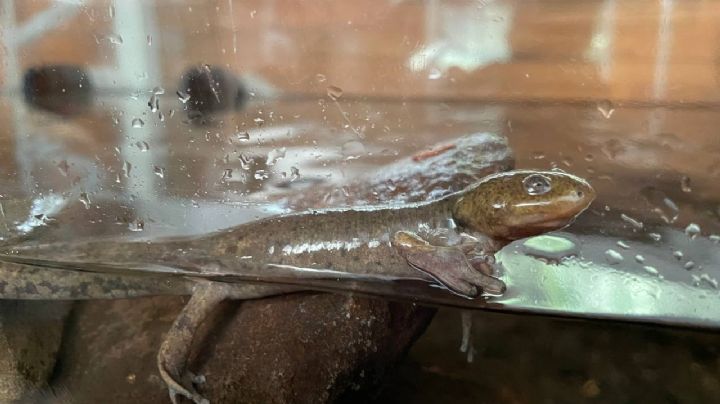 Inauguran el primer centro de reproducción de ajolotes de montaña en Cuajimalpa