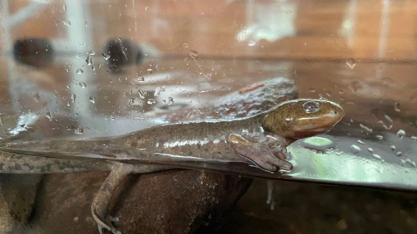 Inauguran el primer centro de reproducción de ajolotes de montaña en Cuajimalpa