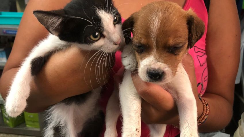 Por Maltrato Animal clausuran Centro en Tultepec; Afirman que sacrificaban perritos